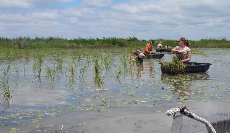 seagrass planting event