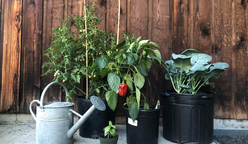 plants growing in plastic pots on a patio