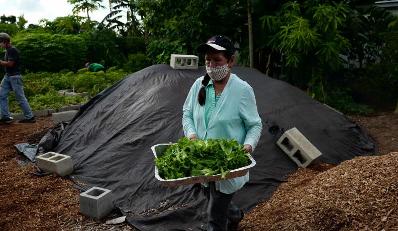 Community members often assist with the harvest of garden produce at Misión Peniel. Photo by Lisette Morales.