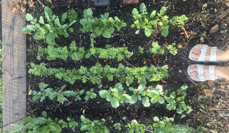 Image: aerial view four rows of plants coming up and two feet in white sandals. Title: 5 Steps to Start Your Climate Victory Garden