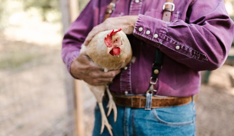 chicken being held by a farmer