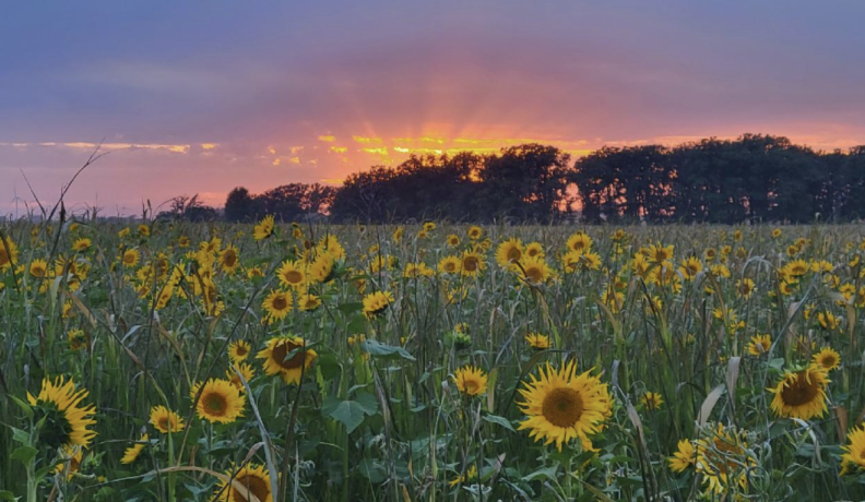 a field of yellow sunflowers during sunset. The last rays of sun filter over the treeline in beautiful streaks of gold.