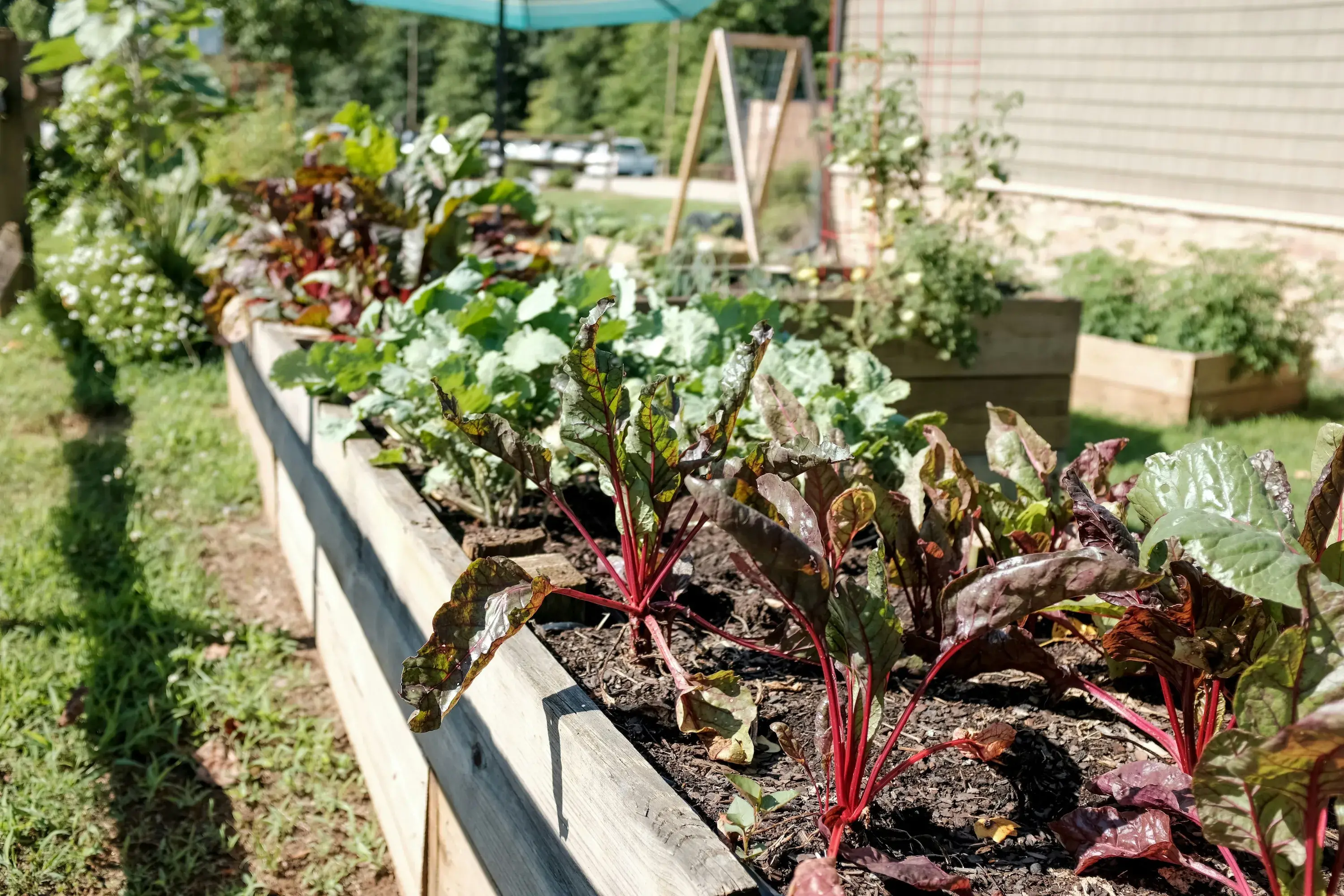 Climate Victory Garden raised beds with beets and herbs