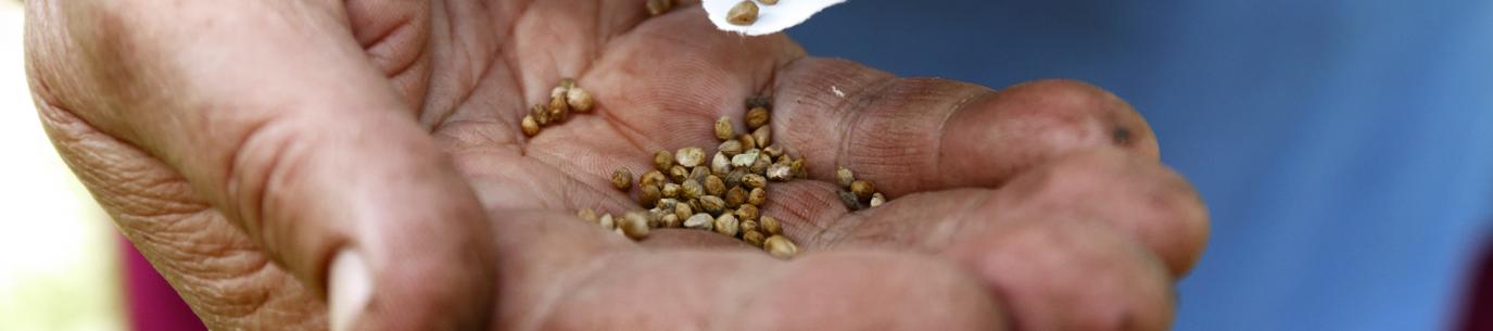 hand holding seeds for seed saving in your climate victory garden