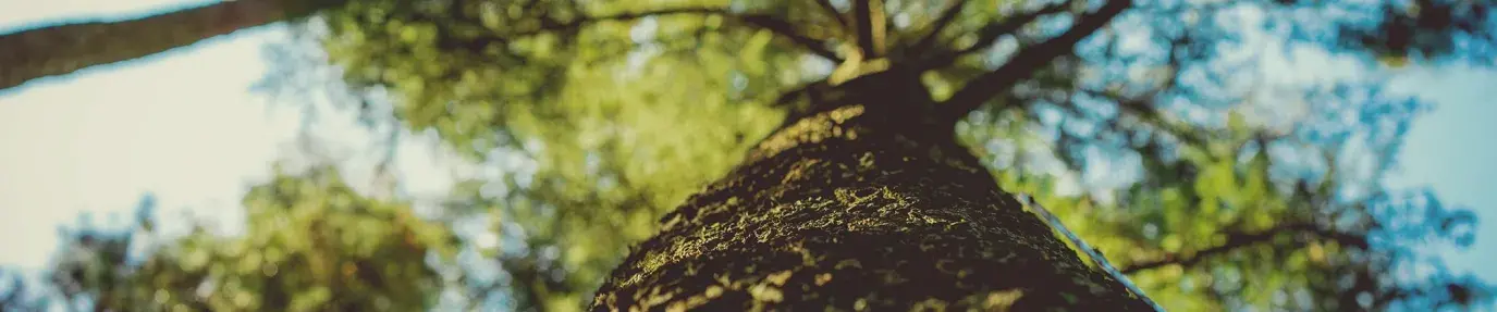 Image: a view of a tree from the base up to the sky. Title: Genetically Engineered Trees: A New Frontier or Climate Catastrophe?