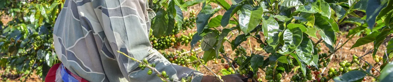 farmer picking coffee berries