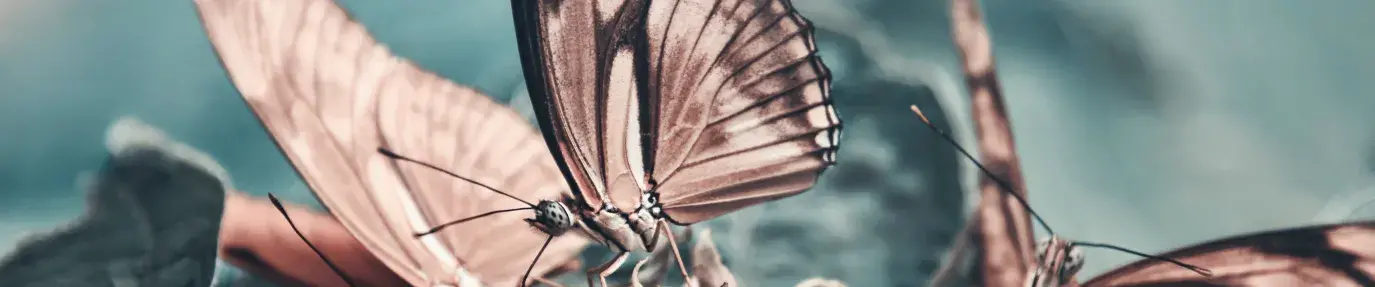 Image: butterfly on flower. Topic: How Industrial Agriculture Causes Species Extinction: It’s Not Just the Birds and the Bees .