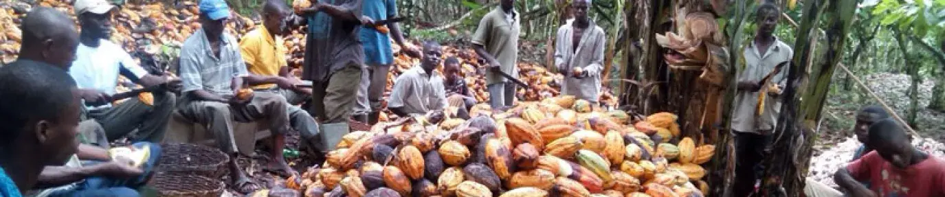 Cocoa farmers