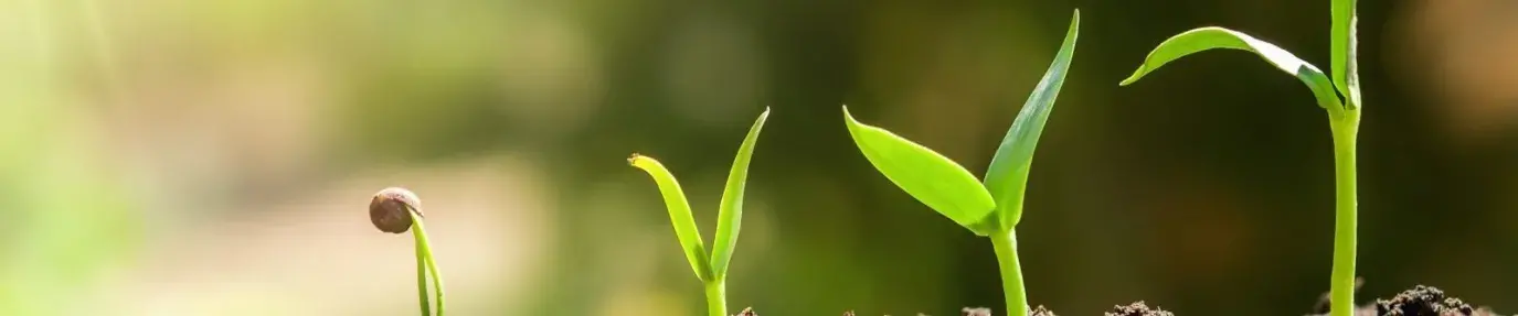 Image: seedlings sprouting from dirt. Title: Green America Welcomes Five Newly Elected Board Members