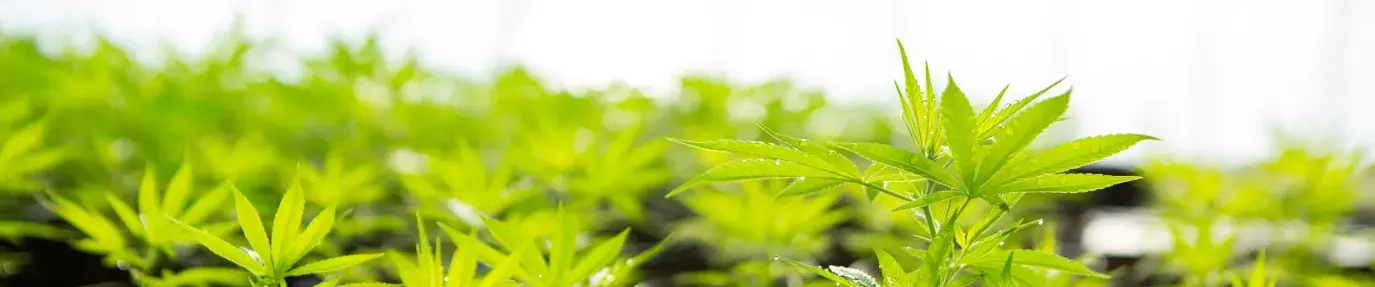 Hemp saplings, the plant behind the new cbd certification