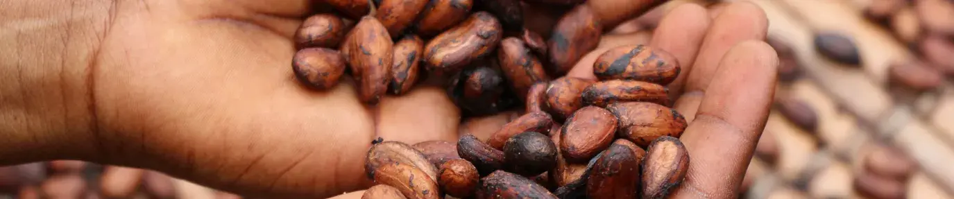 Image: hands holding cocoa beans. Title: What does child labor in chocolate look like?