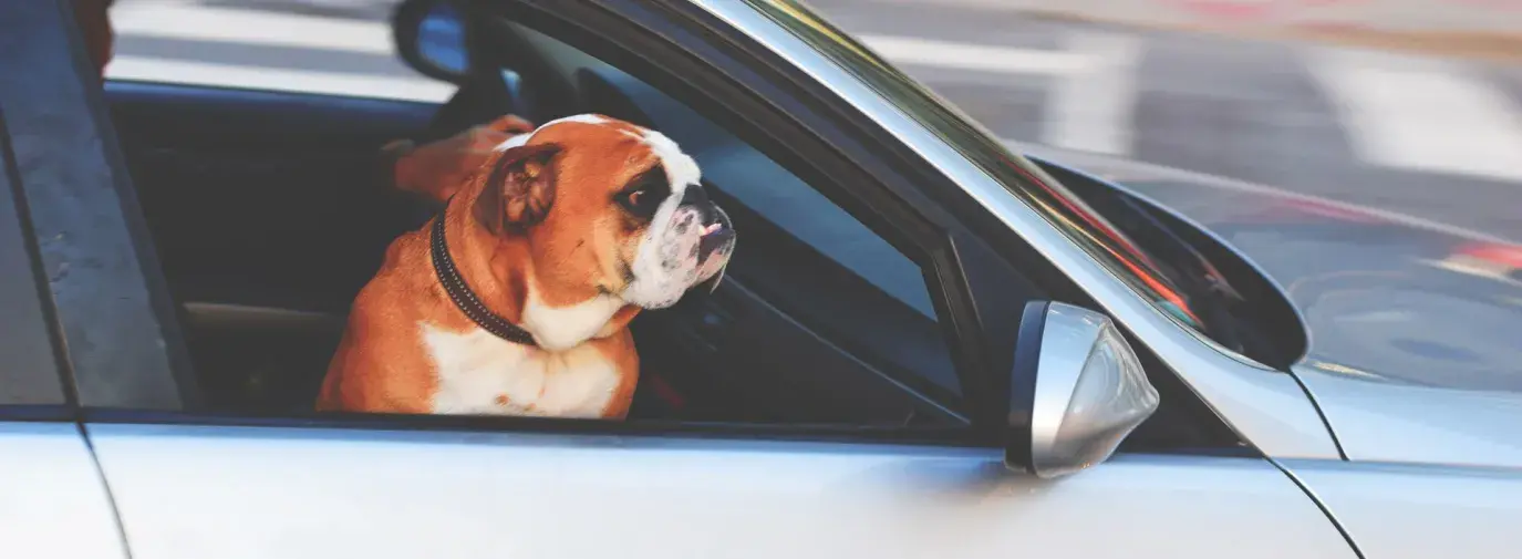 Image: dog sitting in front seat of car. Topic: Carpool for the Climate and Community