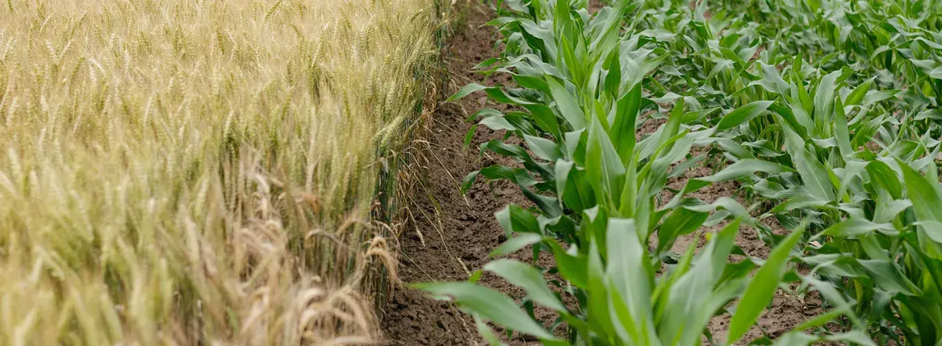 wheat field