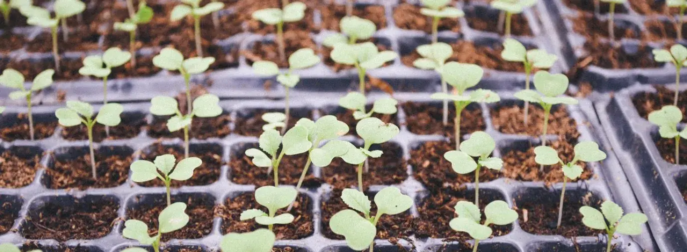 Image: young plants. Title: Community-Owned Solar Gardens