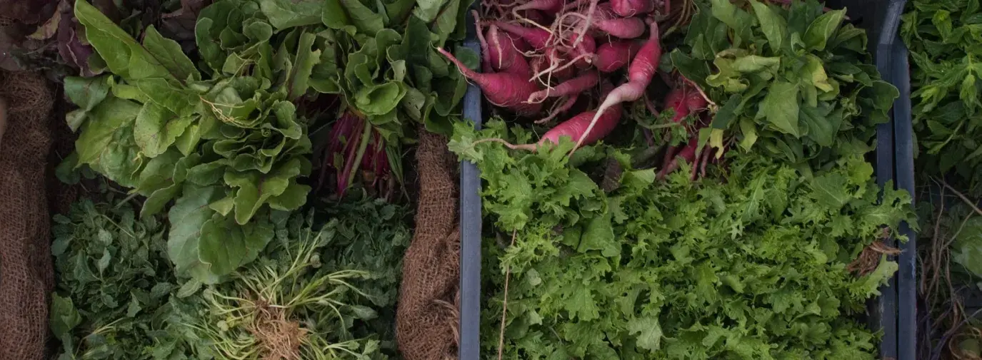 Image: sugar beet plant. Title: How Monsanto's Sugar Beets Grew Larger Than the Law 