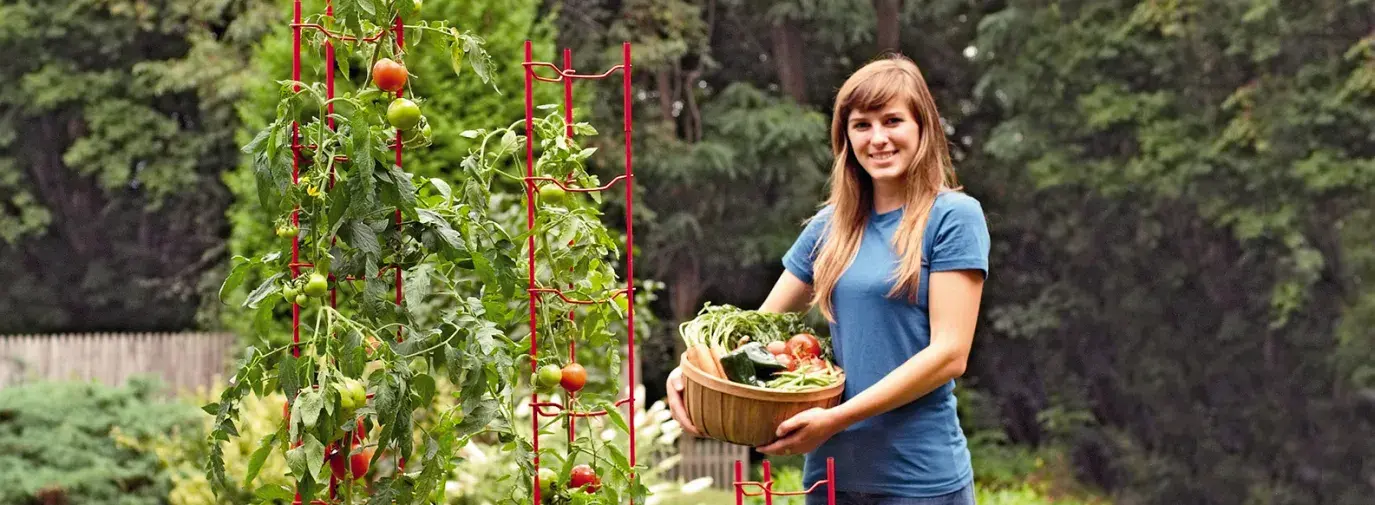 Stacking tomato ladders from Gardener's Supply