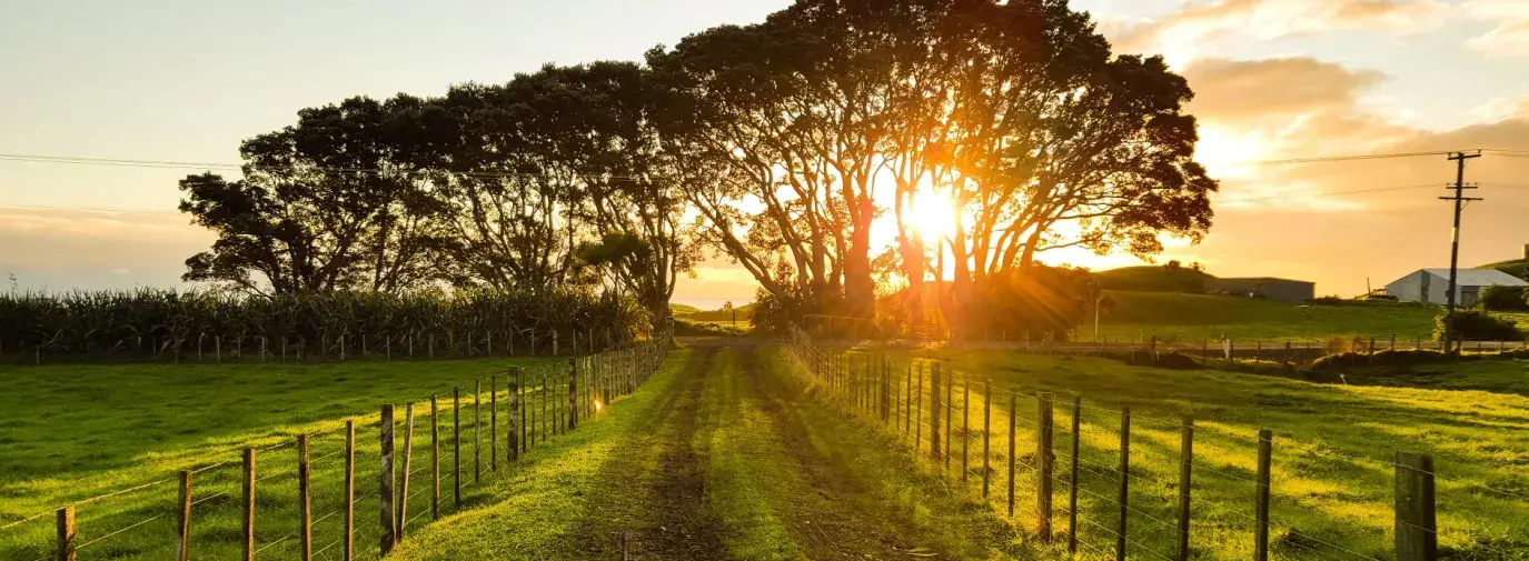 Road through farmland leading to sun