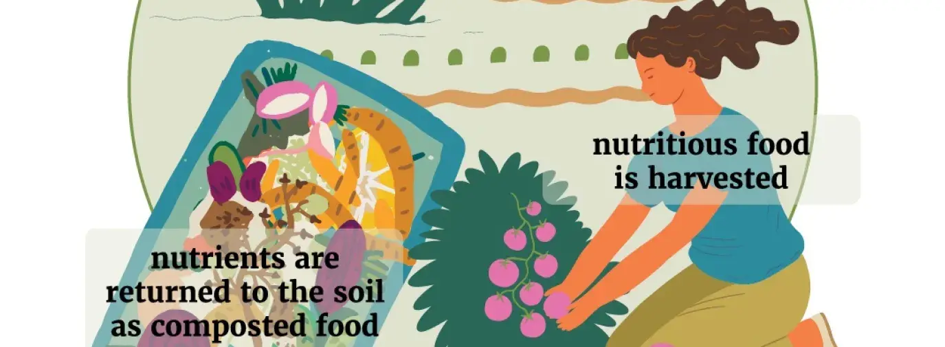 graphic showing the cycle of a regenerative garden