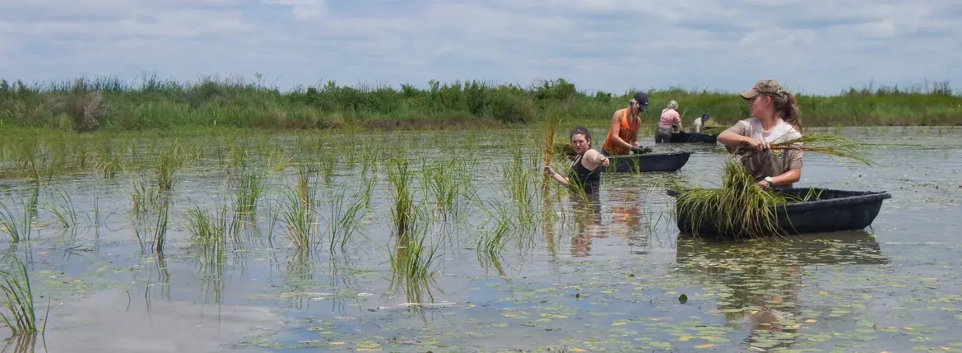 seagrass planting event