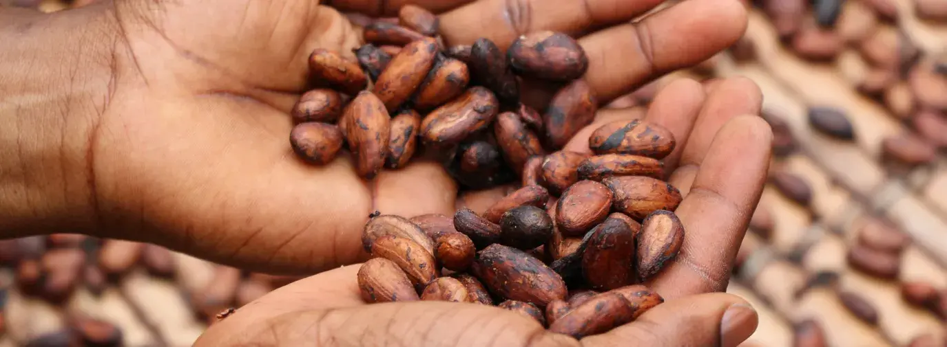 Hands holding cocoa beans