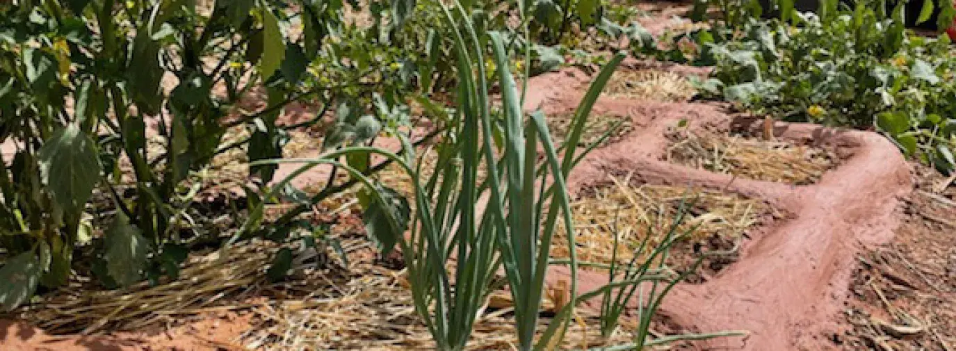 zuni waffle garden growing garlic and peppers