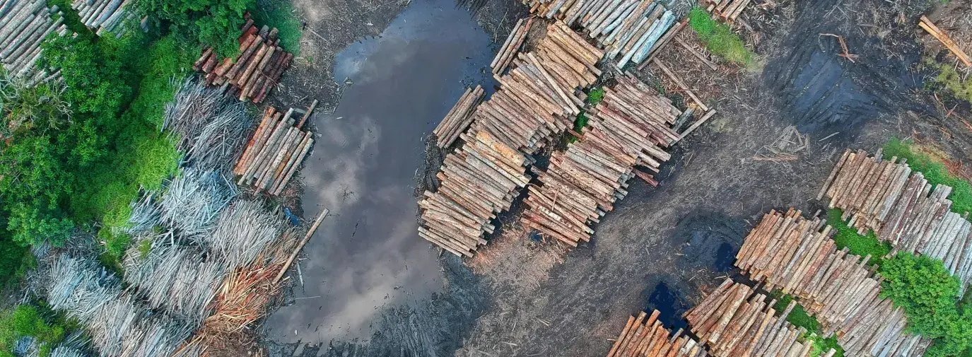 from overhead: stacks of logs