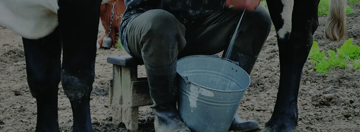 man milking a cow