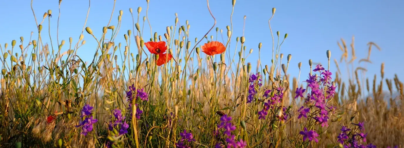 flowers