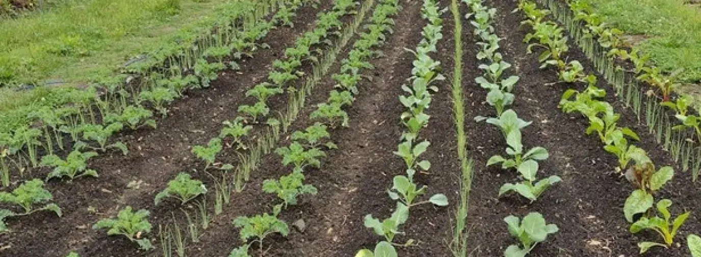 Neat rows of green sprouts of all kinds springing 