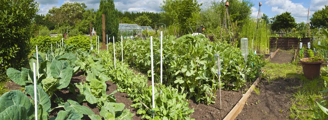 community garden