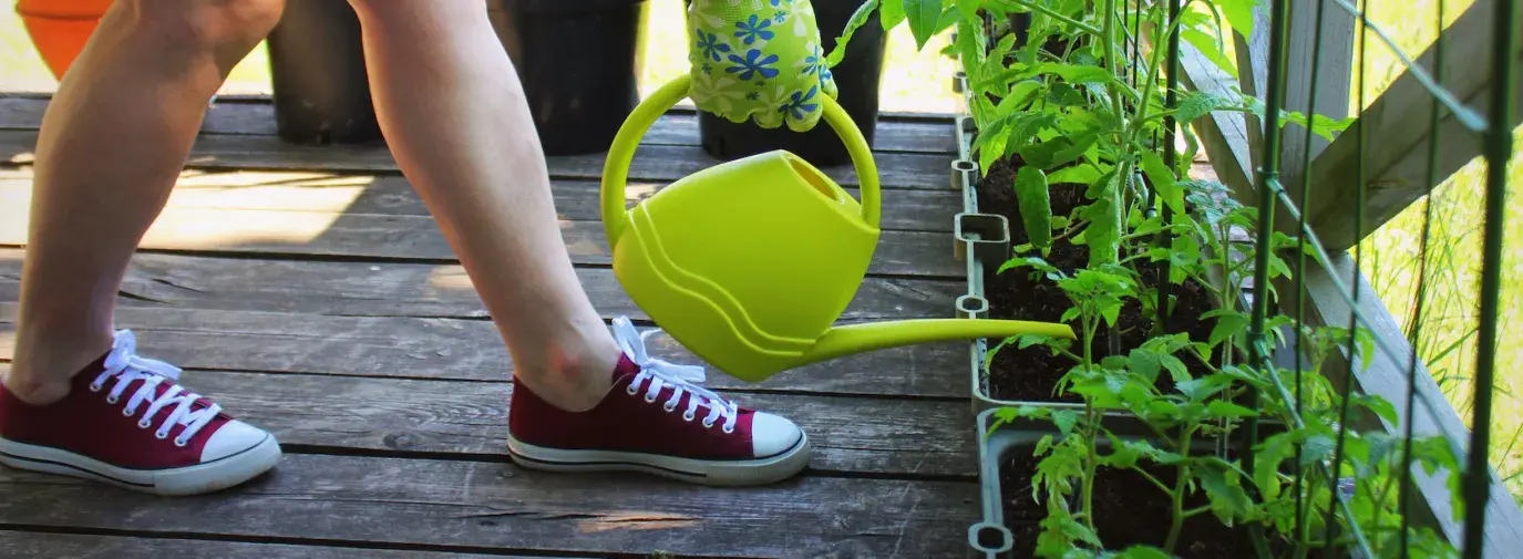 Image: person watering tomato plants on balcony. Title: A Toolkit for the Beginner Gardener