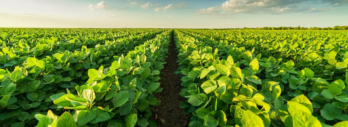 Image: rows of healthy green crops set against a bright, blue sky. Topic: Regenerative agriculture and climate change.