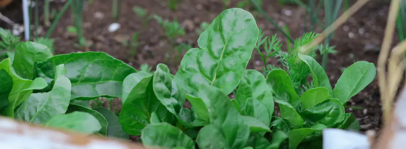 Image: young greens growing. Topic: Climate Victory Gardening practices