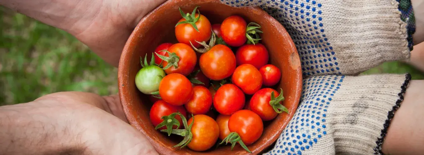 bowl of tomatoes