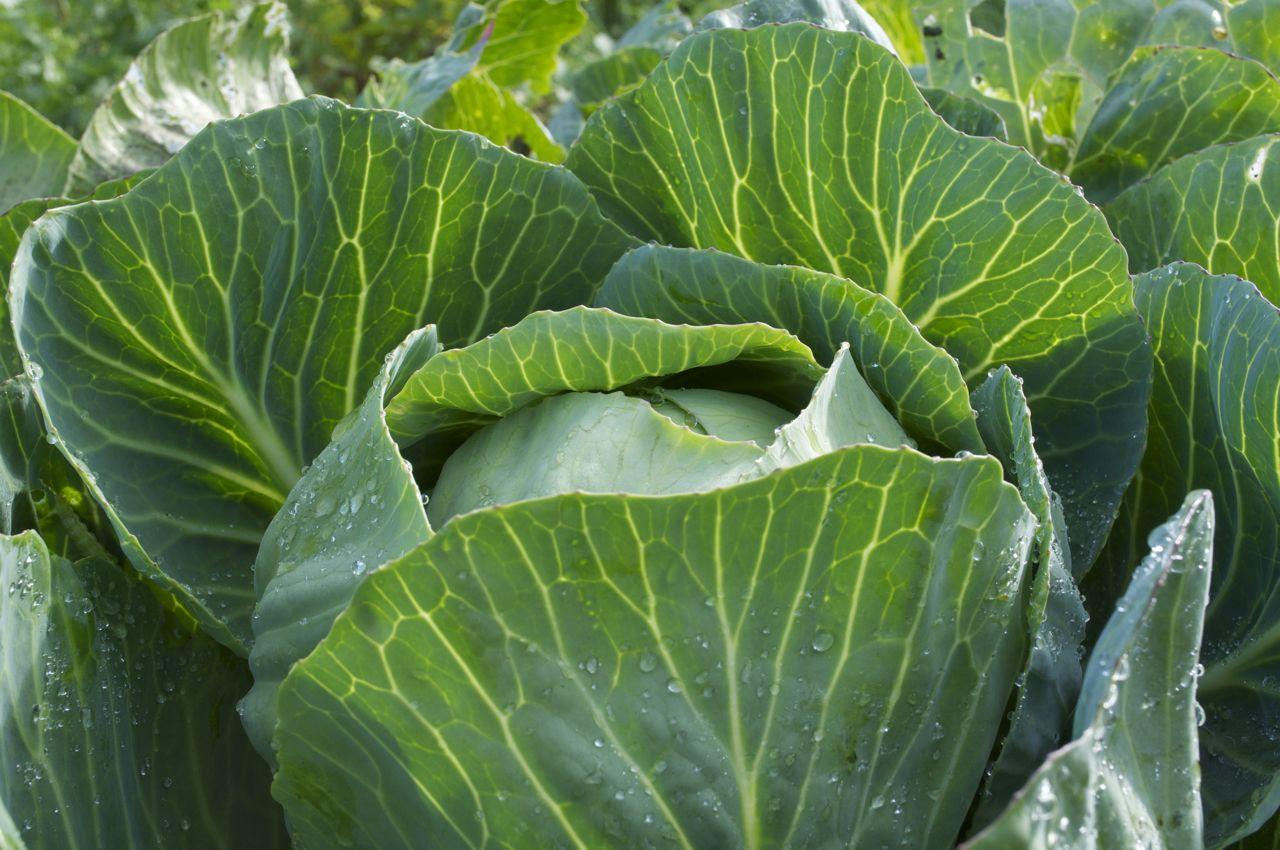 Dottenfelder Storage Cabbage. Sustainable summer.
