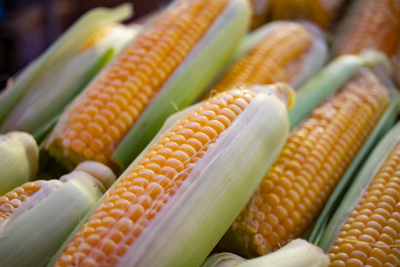 Close up of several ears of corn in a pile. Industrialized Dairy Operations.