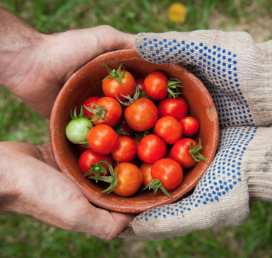 Landscaping, Gardening & Farming Services | Credit: Elaine Casap on Unsplash