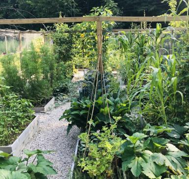 Priscilla's diverse Climate Victory Garden