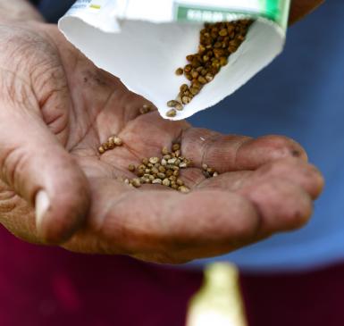 hand holding seeds for seed saving