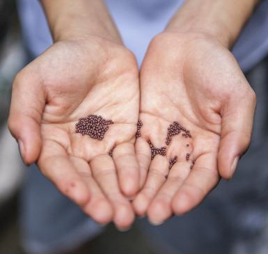 hands holding seeds