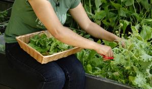 Image: Patti Moreno cutting greens. Title: Urban Gardening Made Easy