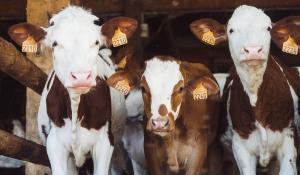 Image: three cows in barn. Topic: Antibiotics in the Dairy Industry: What You Need to Know