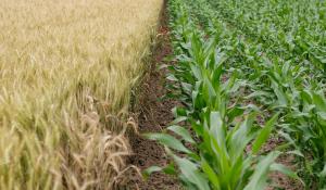 wheat field