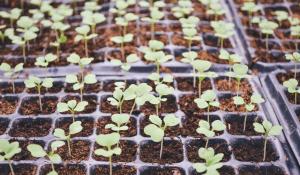 Image: young plants. Title: Community-Owned Solar Gardens