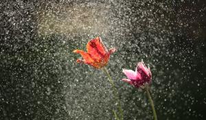 Flowers in rain