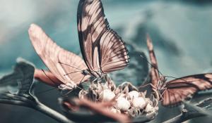 Image: butterfly on flower. Topic: How Industrial Agriculture Causes Species Extinction: It’s Not Just the Birds and the Bees .