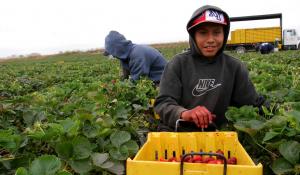 teenage boy picking strawberries