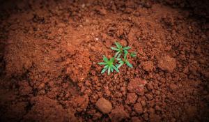 plant sprouting out of soil