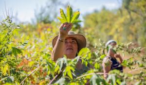 Linda Black Elk teaching a foraging class in September 2019.  Photo by Jaida Grey Eagle. 