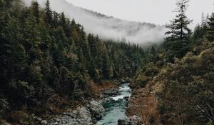 creek running through a dark green forest with a foggy horizon.